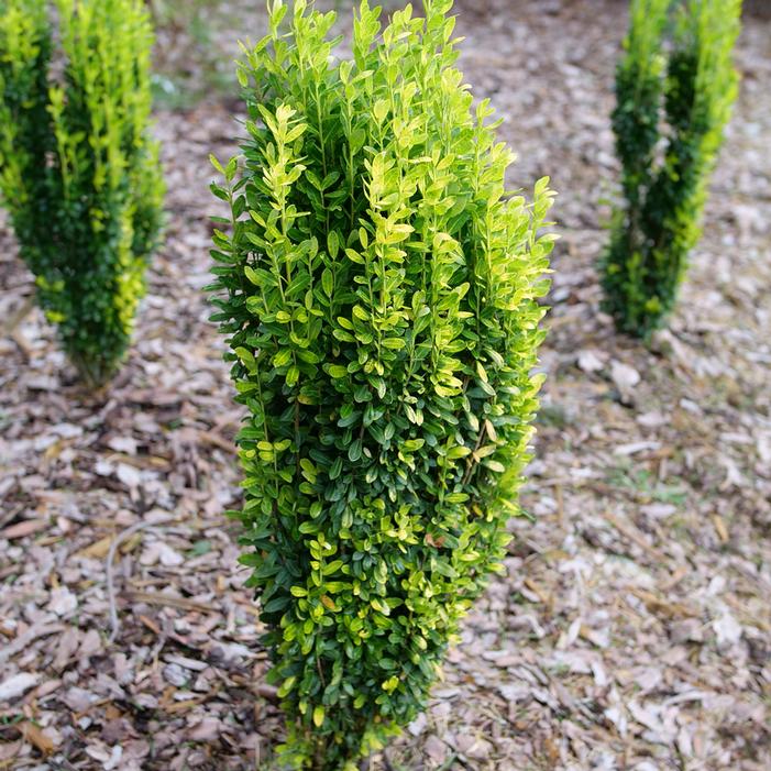 GLOW STICK® JAPANESE HOLLY