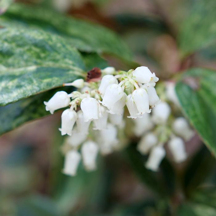 PAISLEY PUP® LEUCOTHOE