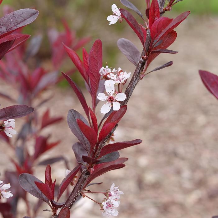 STAY CLASSY® PURPLELEAF SAND CHERRY