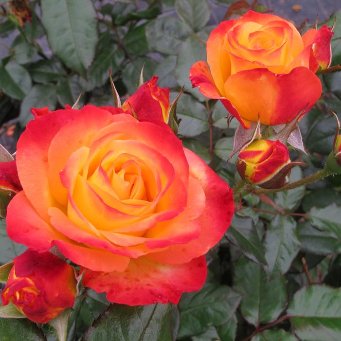 OSO EASY EN FUEGO® ROSE
