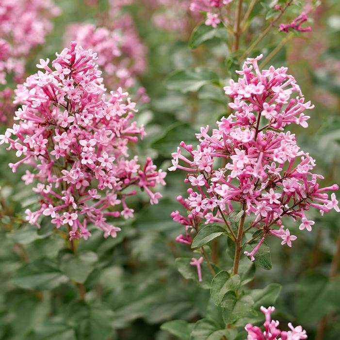 BLOOMERANG BALLET® LILAC
