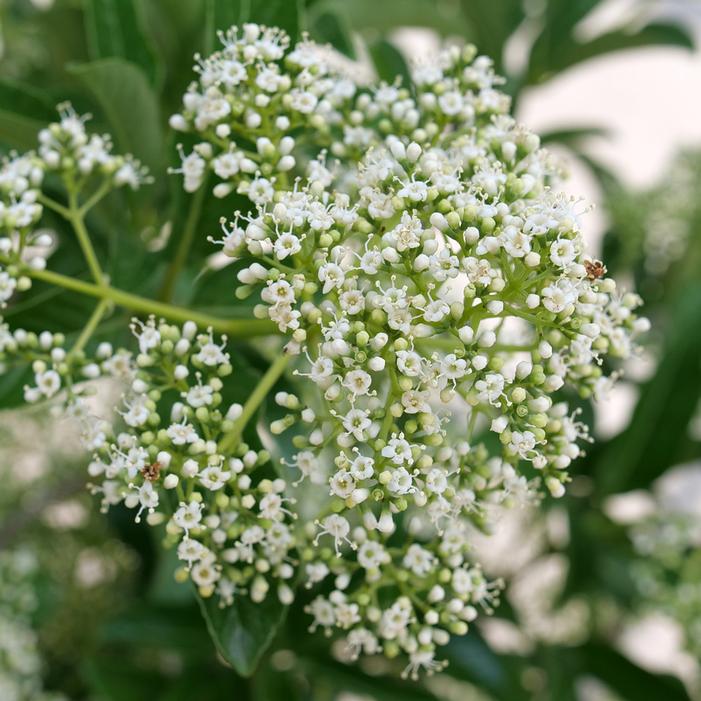 YARDLINE® VIBURNUM