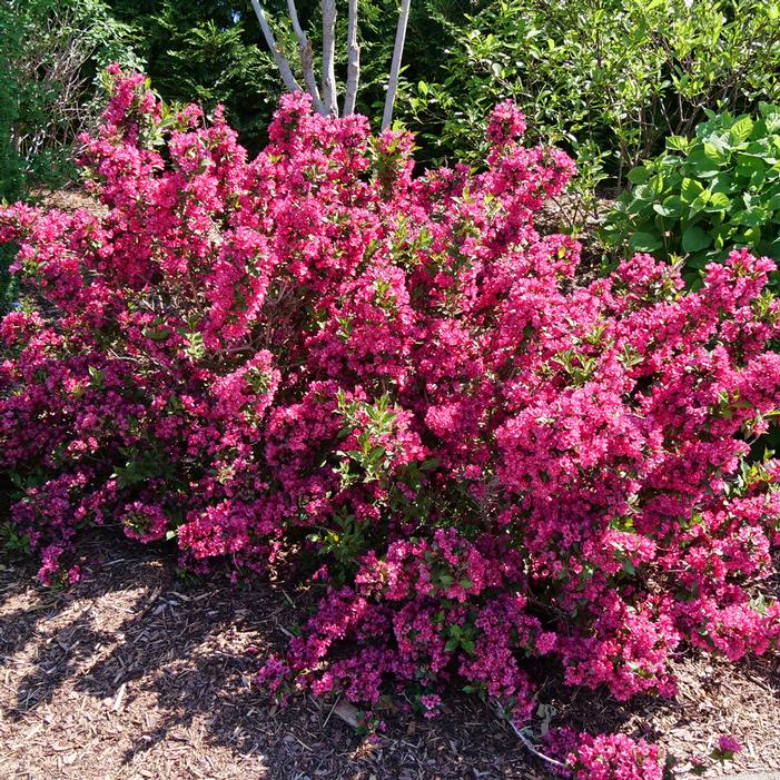 SONIC BLOOM® PUNCH WEIGELA