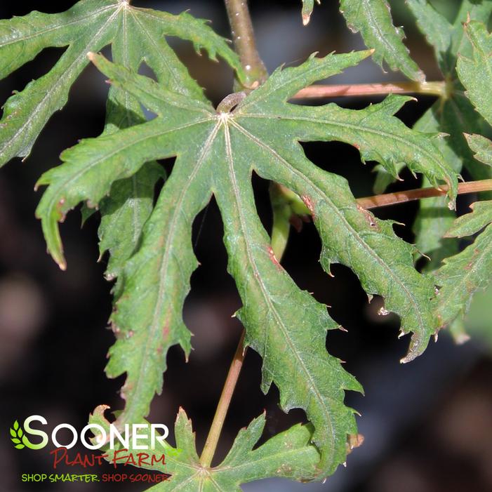 ELENA'S CORAL DAWN UPRIGHT JAPANESE MAPLE