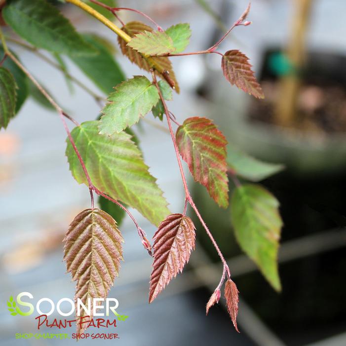 MT. OMEI CHINESE HORNBEAM