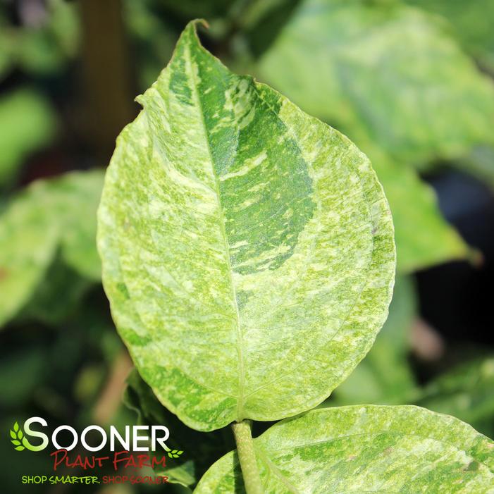 WHITE DUSTED VARIEGATED DWARF KOUSA DOGWOOD
