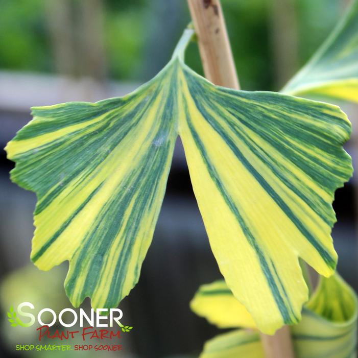 FAN DANCER VARIEGATED GINKGO