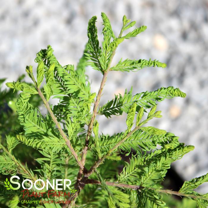 GEE WHIZ DWARF BALD CYPRESS