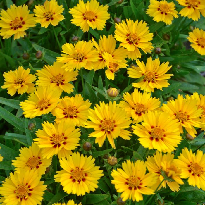 LITTLE SUNDIAL TICKSEED