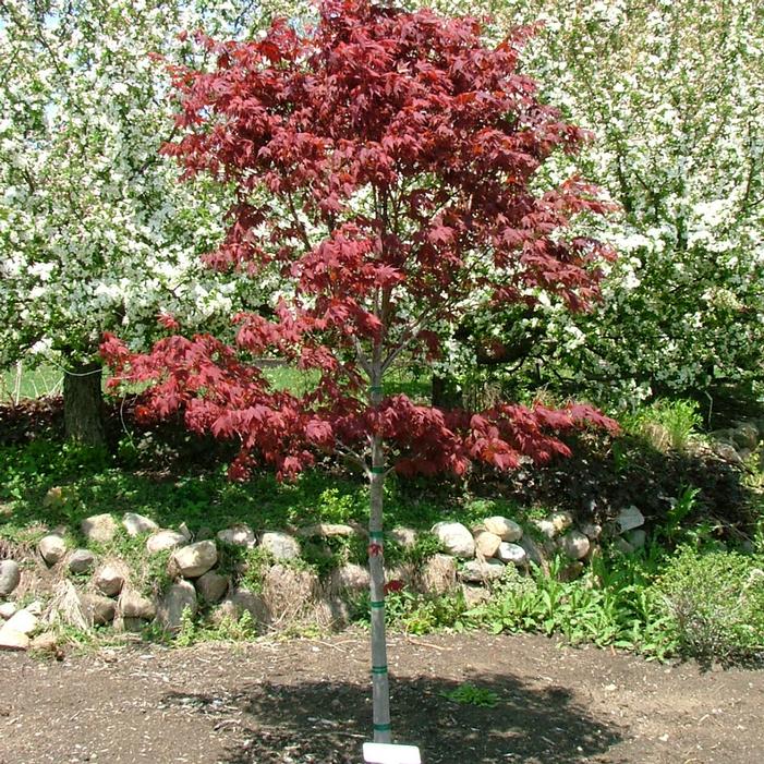 SAMURAI SWORD™ UPRIGHT JAPANESE MAPLE