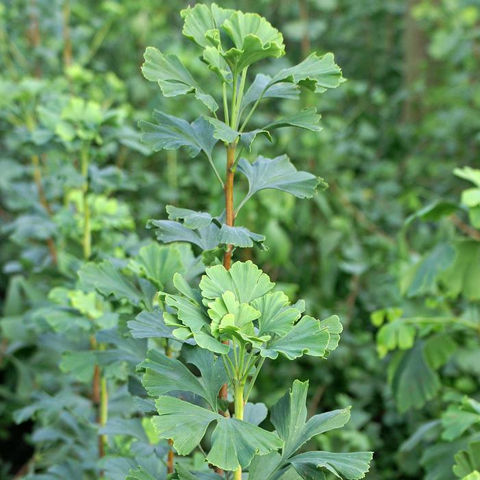SKINNY FIT® GINKGO