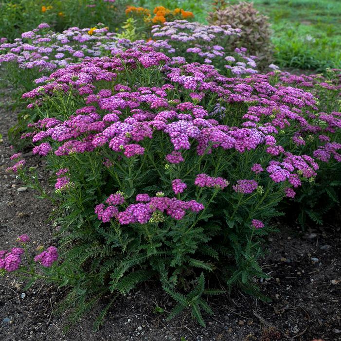 FIREFLY FUCHSIA YARROW