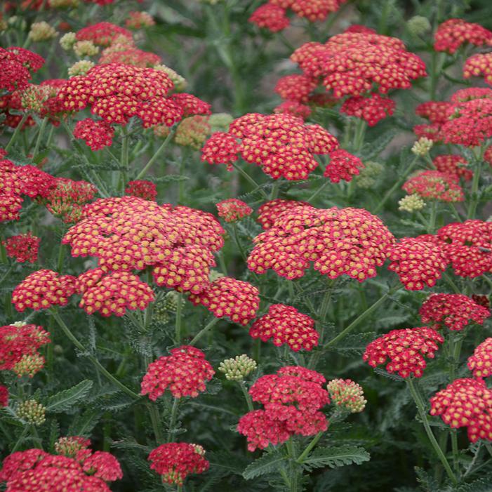 FIREFLY RED POP YARROW