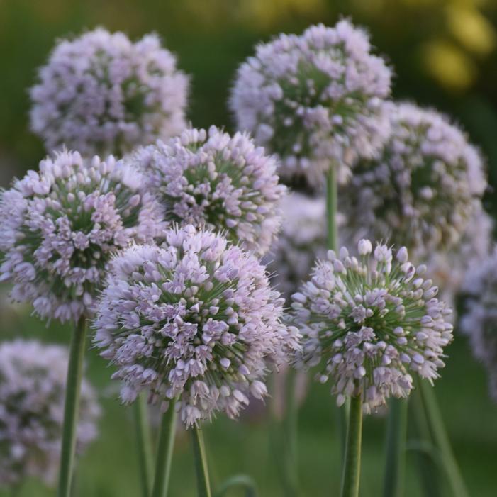 BOBBLEHEAD ORNAMENTAL ONION