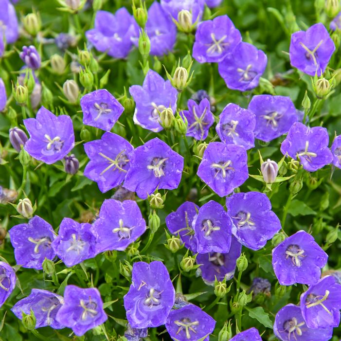 MINI MARVELS™ MIDNIGHT BELLFLOWER