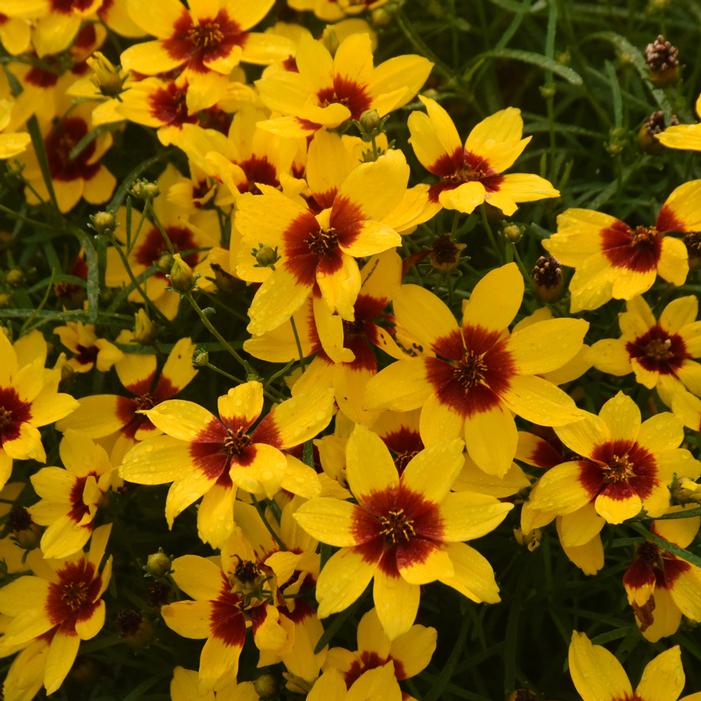 DESIGNER THREADS™ GOLDEN NEEDLES TICKSEED