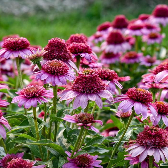 DOUBLE CODED® EVERYTHING'S ROSY CONEFLOWER
