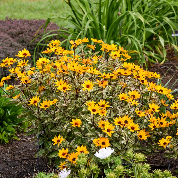 TOUCH OF BLUSH FALSE SUNFLOWER