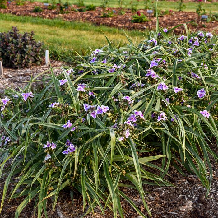 WEBMASTER SPIDERWORT
