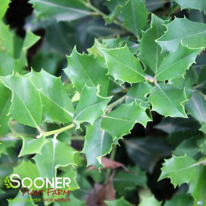 GREENLEAF AMERICAN HOLLY