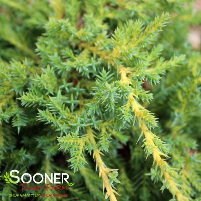 DAUB'S FROSTED JUNIPER