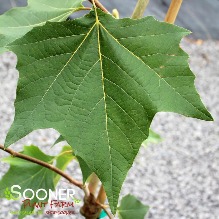 MEXICAN SYCAMORE