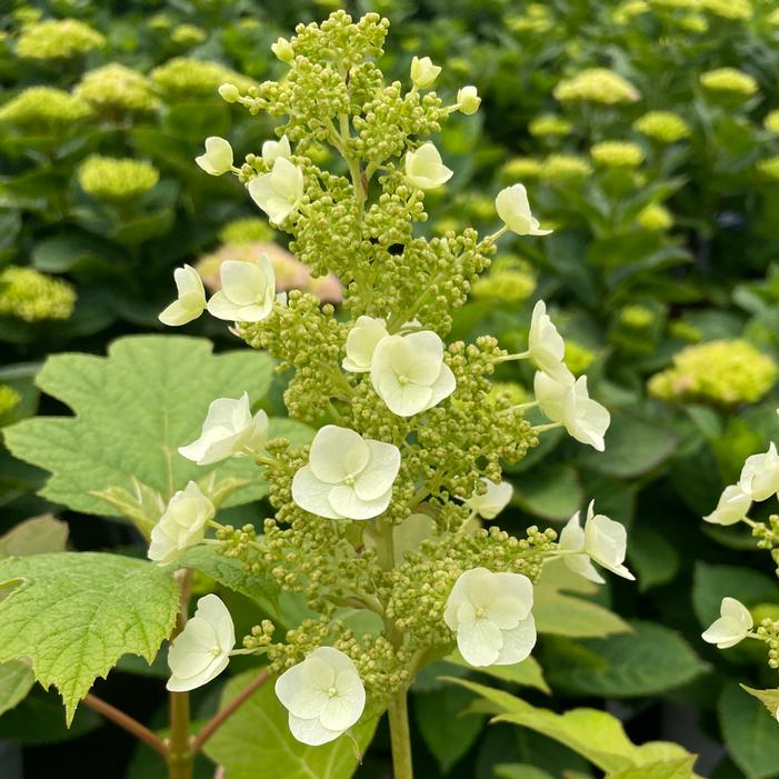 TOY SOLDIER™ OAKLEAF HYDRANGEA