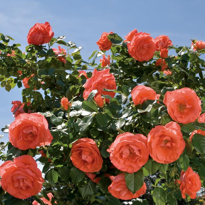 Marmalade Skies™ Floribunda Rose | Sooner Plant Farm