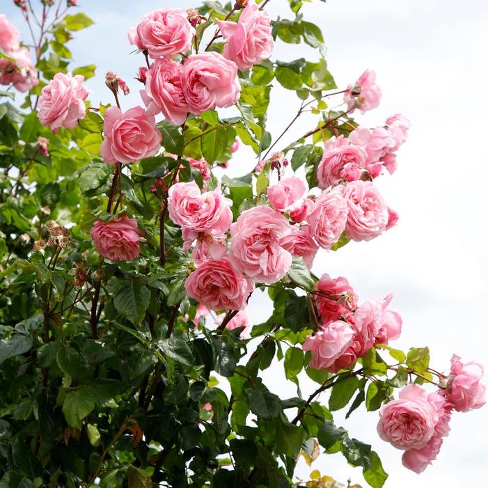 ARBOROSE® KISS ME KATE™ CLIMBING ROSE