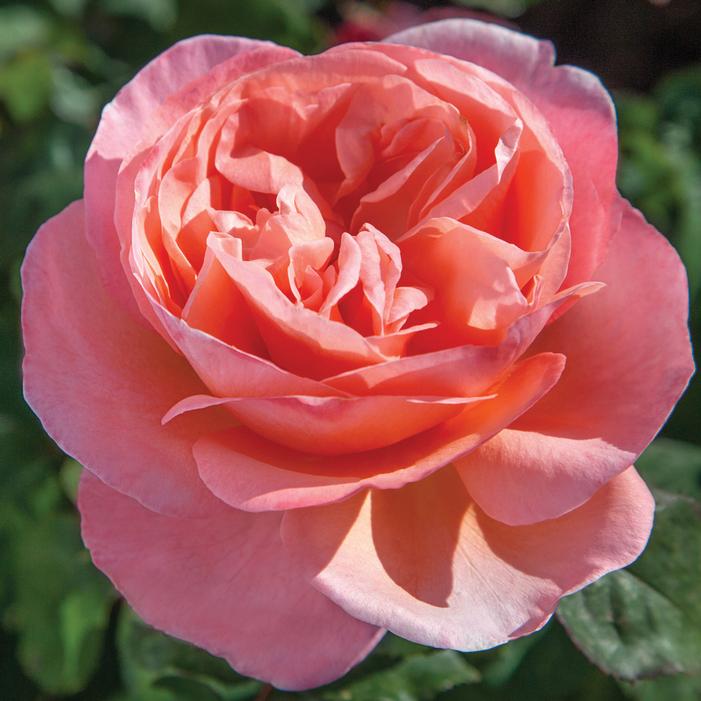SWEET MADEMOISELLE™ HYBRID TEA ROSE