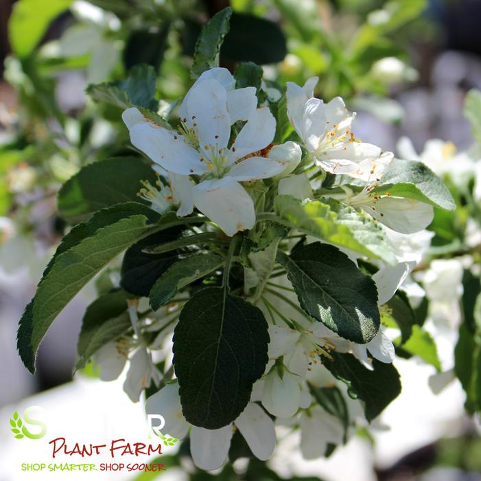 IVORY SPEAR® CRABAPPLE