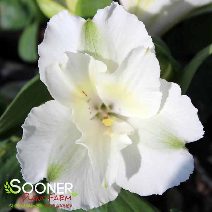 COLORITA® CLAIRE® PERUVIAN LILY