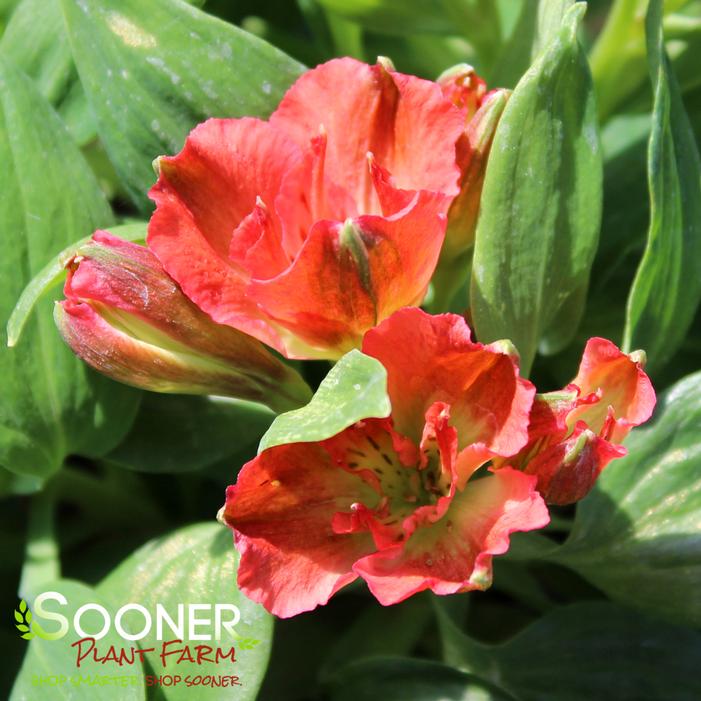 COLORITA® ELIANE® ORANGE PERUVIAN LILY