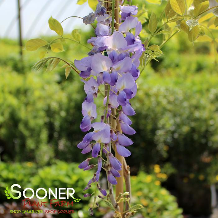 COOKE'S SPECIAL CHINESE WISTERIA