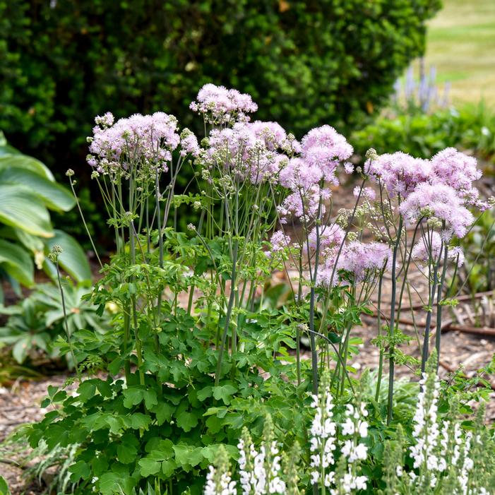 COTTON CANDY MEADOW RUE