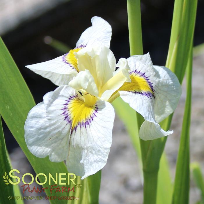 Image property of Sooner Plant Farm, Inc.