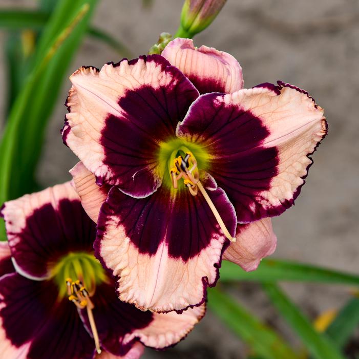 JANE TRIMMER DAYLILY
