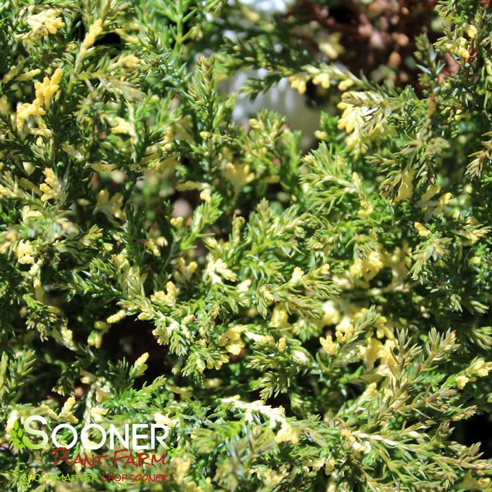 BLIZZARD DWARF HINOKI FALSE CYPRESS