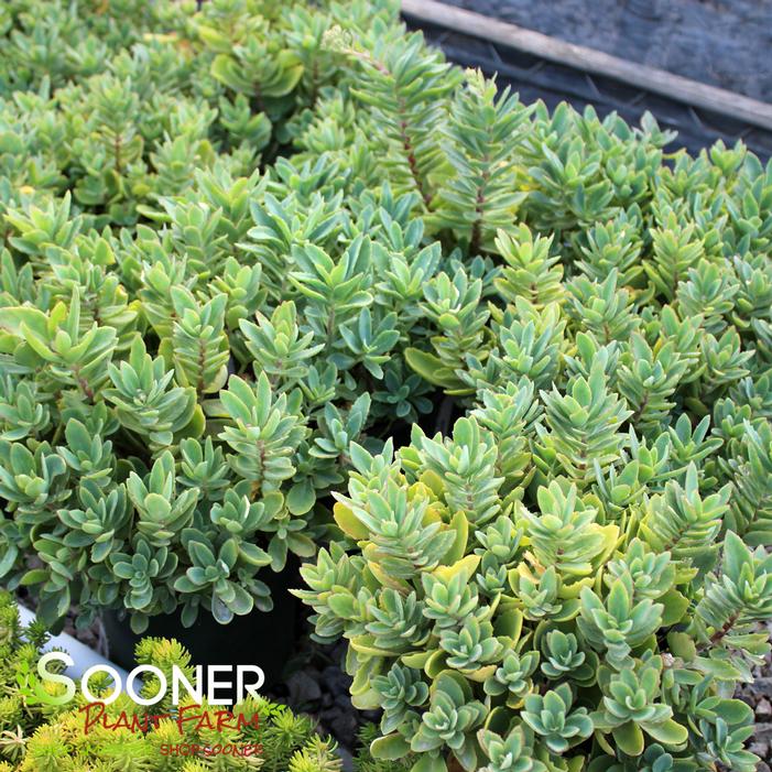 ABBEY DORE SEDUM