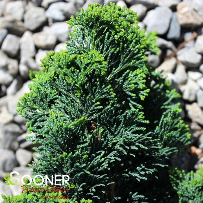 RIGID UPRIGHT DWARF HINOKI FALSE CYPRESS