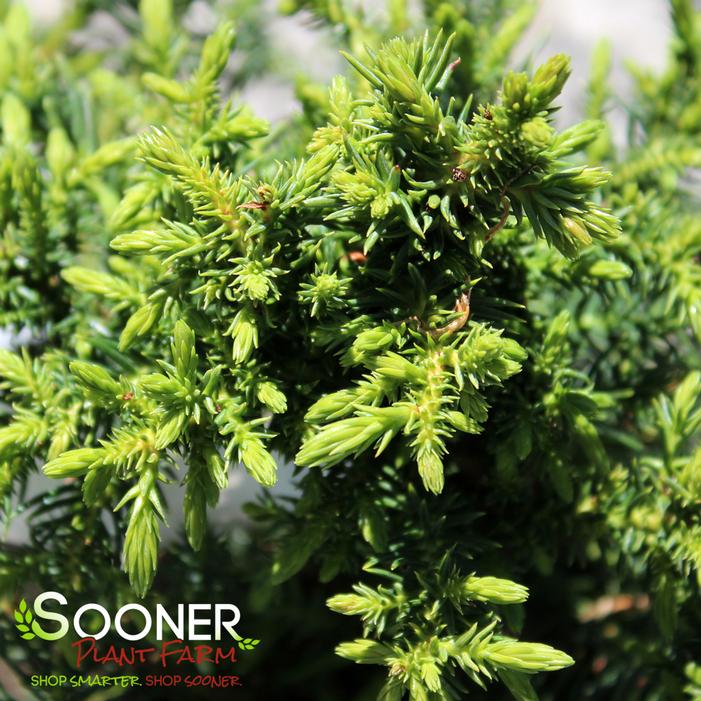 KOSHYI DWARF JAPANESE CEDAR