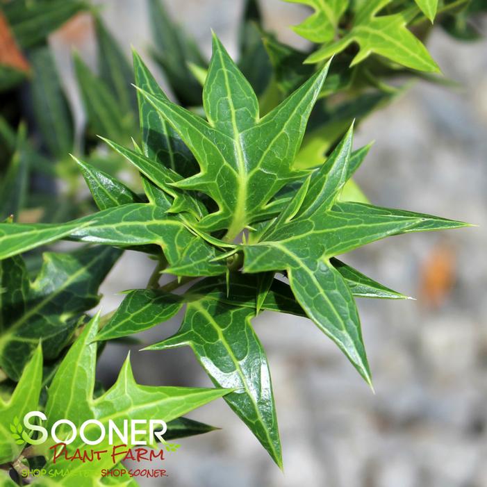 SASABA FALSE HOLLY