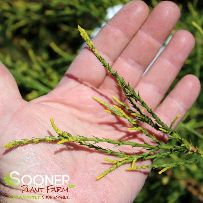 FRANKY BOY GOLDEN THREADLEAF ARBORVITAE