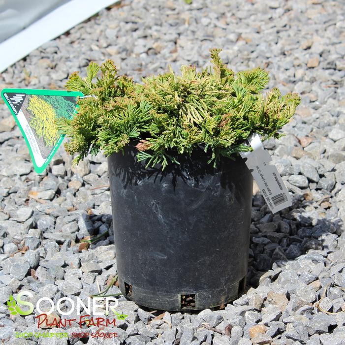 MOTHER LODE JUNIPER