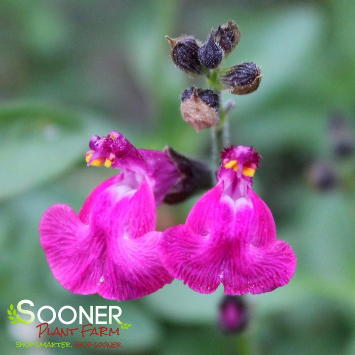RASPBERRY AUTUMN SAGE