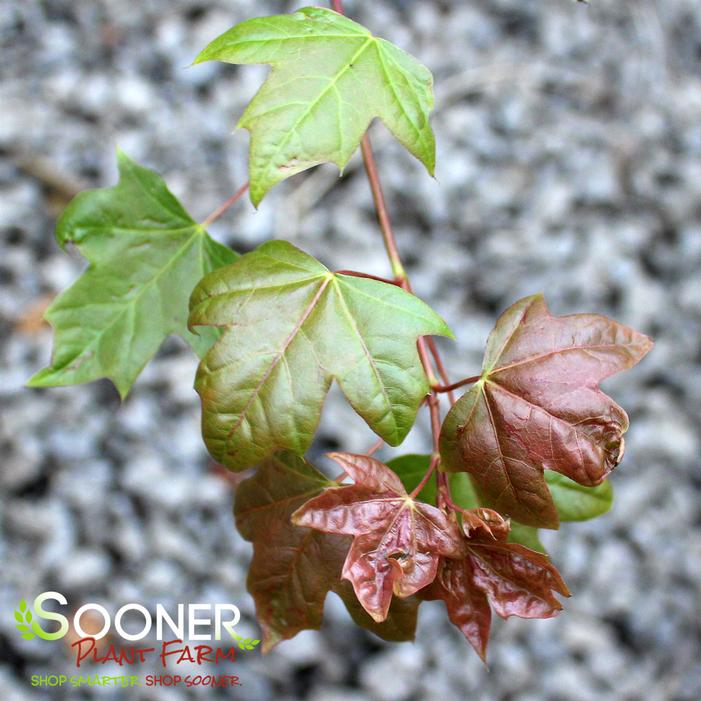 FLOWER GOD DWARF SHANTUNG MAPLE