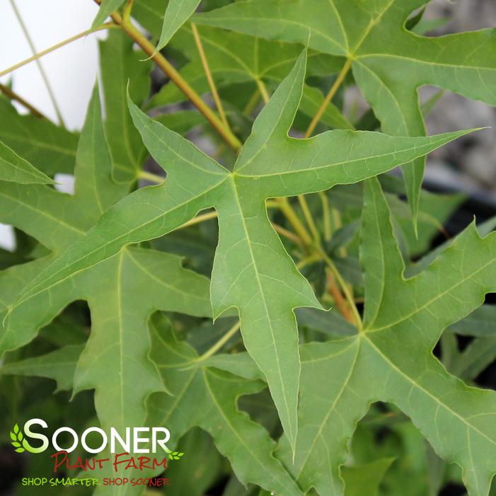 SKINNY DRAGON SHANTUNG MAPLE