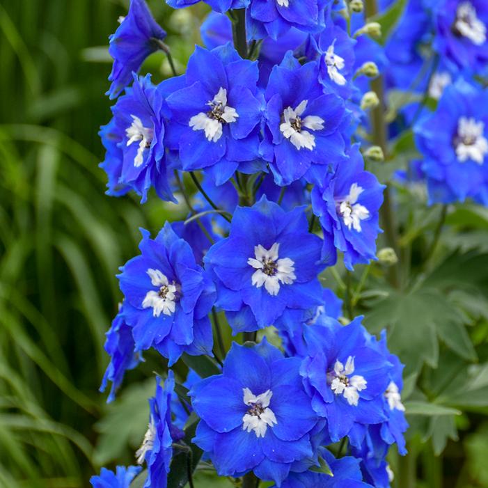 NEW MILLENNIUM™ COBALT DREAMS DELPHINIUM