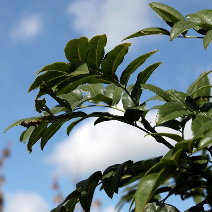 MILLSTONE™ CHINESE SCHOLAR TREE