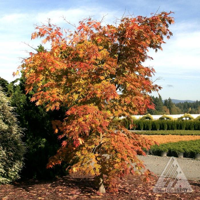 ARCTIC JADE® MAPLE